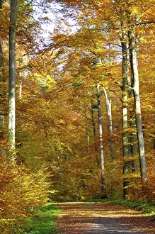 Foliage, forest in autumn, beech (Fagus sylvatica) tree