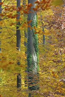 Foliage, forest in autumn, beech (Fagus sylvatica) tree
