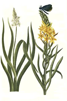 Folio iridis, Asphodelus luteus major