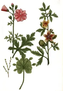 Folio vesicaria minima, Alchemilla folium monstrosum