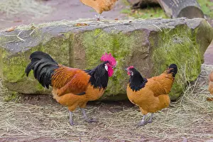 Food envy. A Vorwerk rooster and a hen