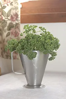 Category Historic EN Prints: Food, Parsley used for garnishing