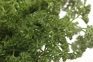 Category Historic EN Prints: Food, Parsley used for garnishing, Green leaves