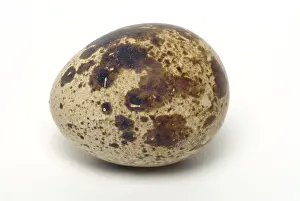 Food, quail eggs, cracked quail egg