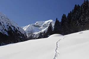 Category Mountain Landscapes Prints: Foostock in deep winter, in the back the Alps Vorsiez