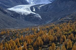 Foothills of the Morteratsch Glacier with larch