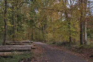 Footpath through the autumn forest with copper beeches (Fagus silvatica)