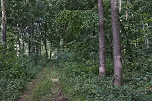 Footpath through a deciduous forest