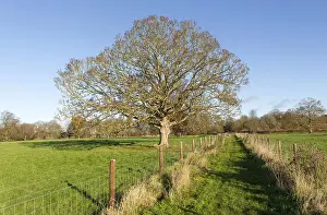 Footpath across field with leafless sycamore tree