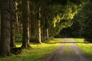 A footpath through a forest, similar to an avenue