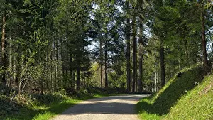 Footpath through forest in spring