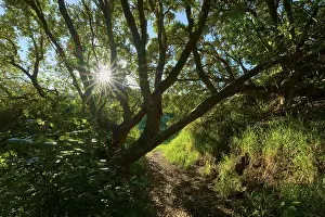 Footpath with sunbeams breaking through the dense canopy of a forest