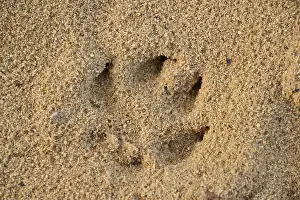 Footprint of a dog in the sand