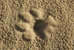 Footprint of a lioness (Panthera leo) in the sand of a road