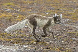 Foraging Arctic fox, polar fox (Vulpes lagopus) in summer coat running on the tundra showing its camouflage colours
