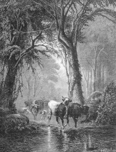 At a ford in forest cow herd passes river