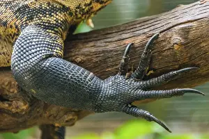 Forefoot claw of a monitor lizard (Varanus)
