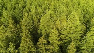 Forest aerial view, evergreen conifer trees