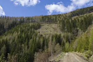 Forest with an aisle of lumbered trees