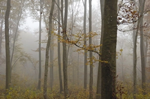 Forest in autumn