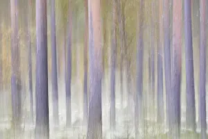 Forest in autumn, abstract, near Strombu