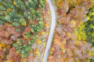Forest in autumn colourful leaves season aerial view road way