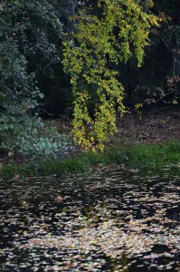 Forest in autumn colours, Gmund