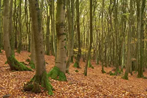 Forest in autumn with dense foliage and high mossy tree trunks