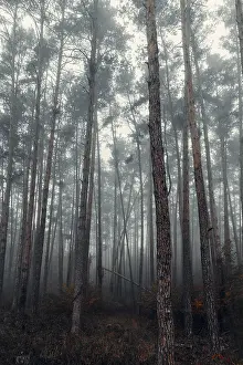 Forest in autumn with fog, Lower Austria