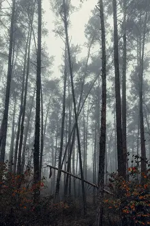 Forest in autumn with fog, Lower Austria