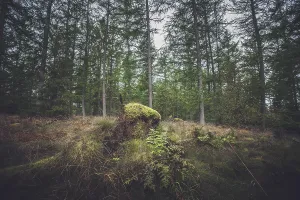 Forest in autumn with green moss on a tree trunk