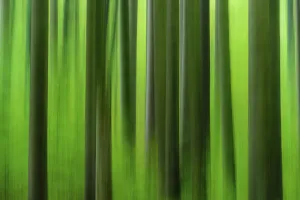 Forest in autumn in the holy halls