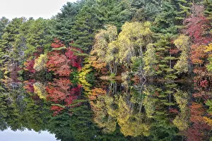 Forest with autumn leaves, Indian summer