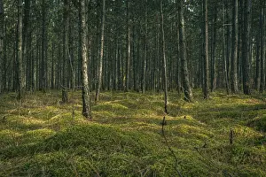 Forest in autumn, Lower Austria, Austria, Europe