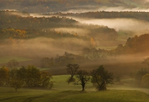Forest in autumn with mist, Kulm bei Weiz