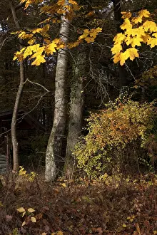 A forest in autumn, Upper Palatinate