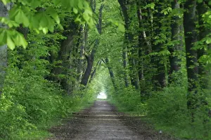 Forest away in spring