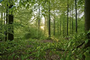 Forest, beech, leaves, sunrise