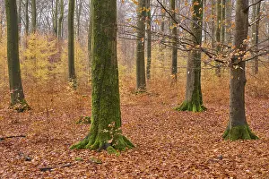 Forest, Beech, Morning, Autumn