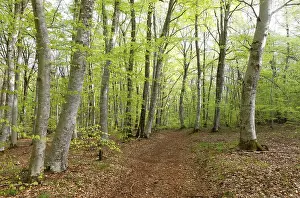 Forest of beech trees, Parc Naturel Regional des Volcans d'Auvergne