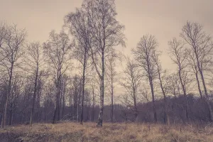 Forest with birch trees at dawn in the fall