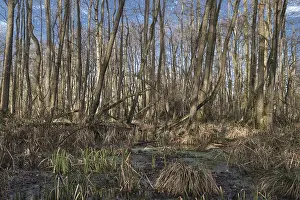 Forest with black alder (Alnus glutinosa)