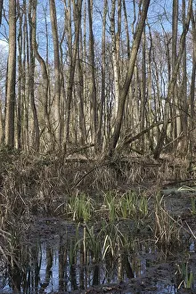 Forest with black alder (Alnus glutinosa)