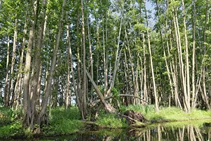Forest with black alder (Alnus glutinosa)