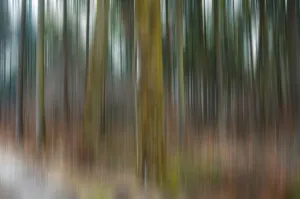 Forest, blurred