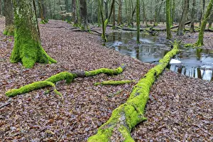 Forest brook in einem Mischwald