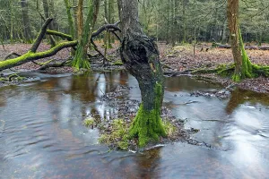 Forest brook in einem Mischwald