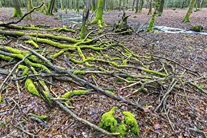 Forest brook in einem Mischwald