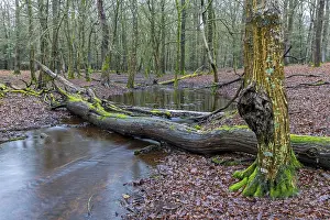 Forest brook in einem Mischwald