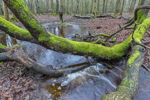 Forest brook in einem Mischwald